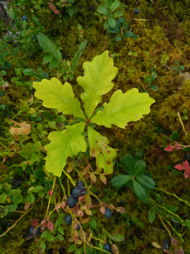 Quercus robur