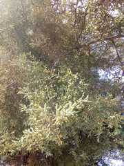 Cupressus lusitanica