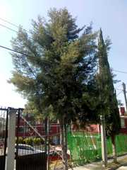 Cupressus lusitanica