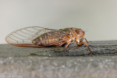 Birrima varians