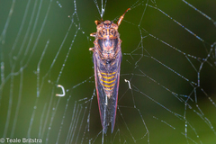Birrima varians
