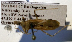 Oncocephalus brachymerus