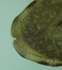 Oncocephalus brachymerus