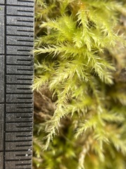 Brachytheciastrum velutinum