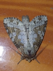 Disphragis tharis