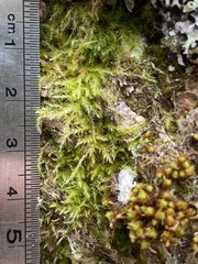 Brachytheciastrum velutinum