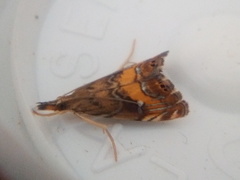 Glaucocharis chrysochyta