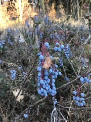 Berberis piperiana