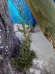 Cupressus sempervirens