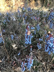Berberis piperiana