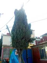 Cupressus sempervirens