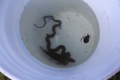 Thamnophis rufipunctatus