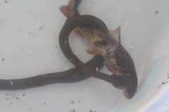 Thamnophis rufipunctatus