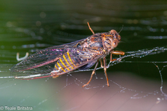 Birrima varians