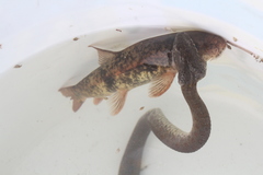 Thamnophis rufipunctatus