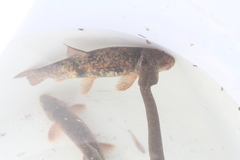 Thamnophis rufipunctatus