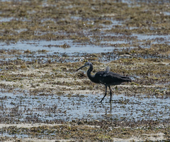 Egretta garzetta dimorpha