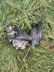 Branta hutchinsii