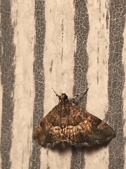 Hymenia