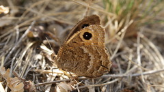 Satyrus actaea