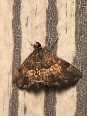 Hymenia