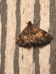 Hymenia