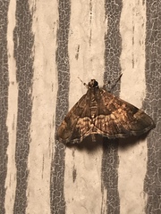 Hymenia