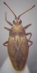 Oncochila simplex