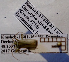 Oncotylus viridiflavus