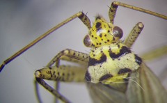 Oncotylus viridiflavus