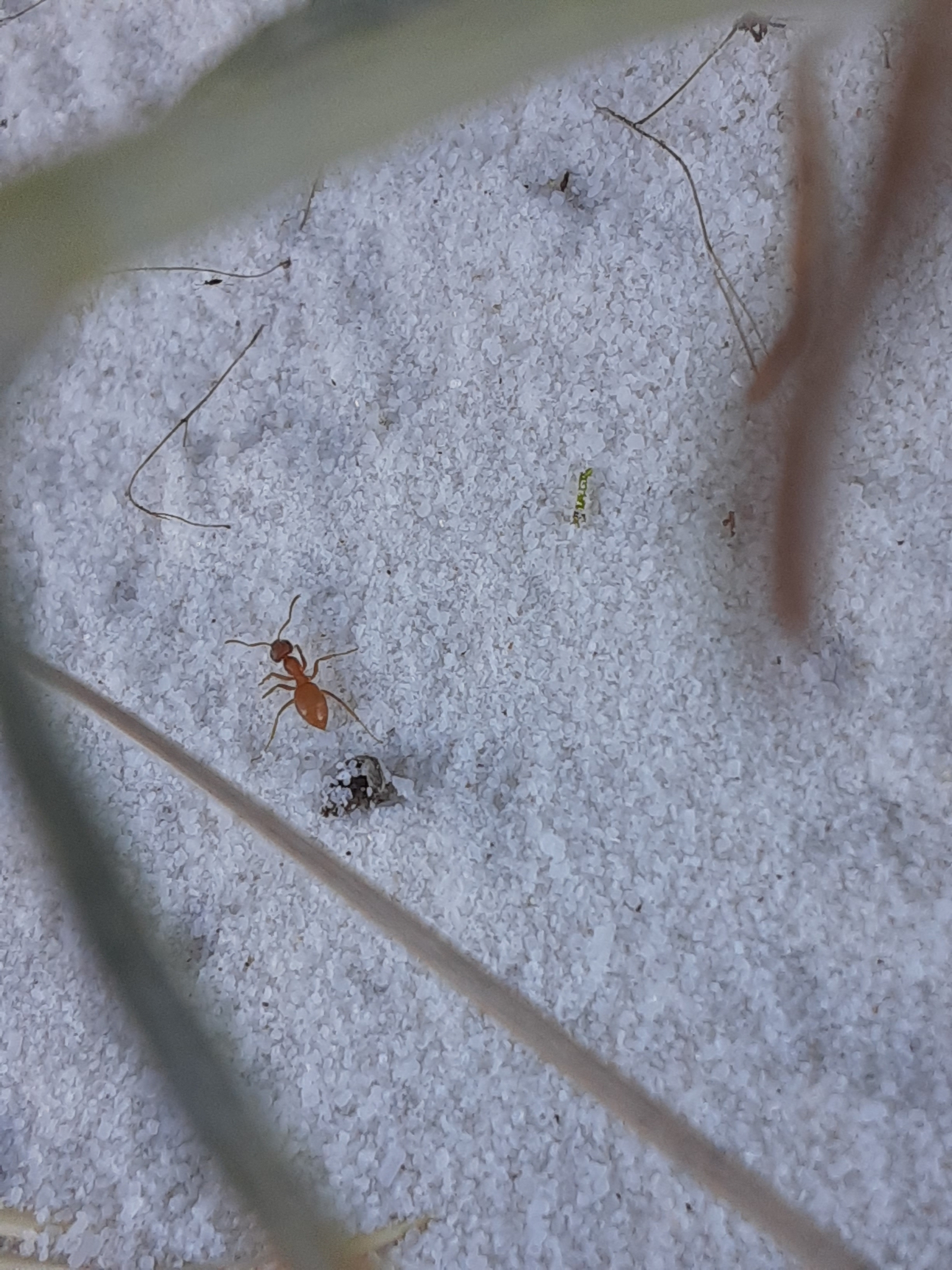 Lasius xerophilus