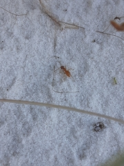 Lasius xerophilus