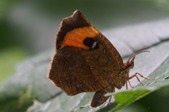 Pterodecta felderi