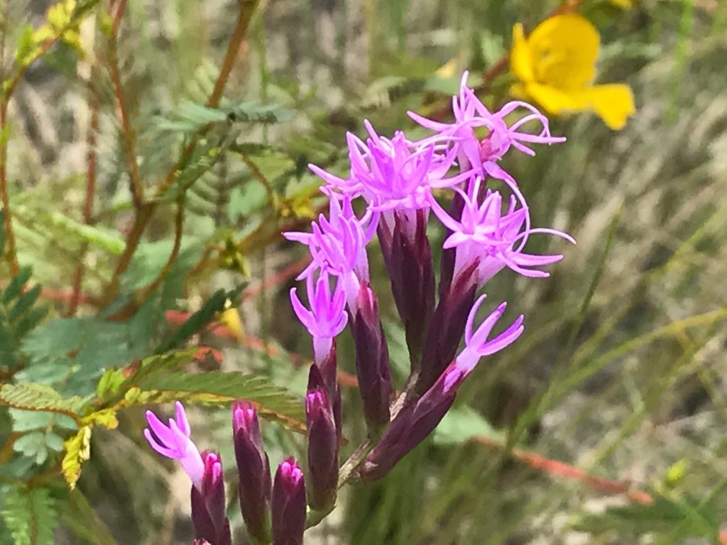fewflower blazing star