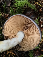 Cortinarius salor