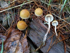 Hypholoma marginatum