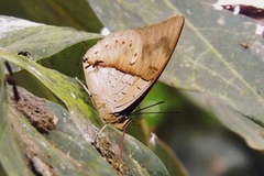 Archaeoprepona amphimachus