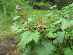 Ribes laxiflorum