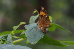 Pterodecta felderi