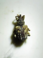 Conotrachelus anaglypticus