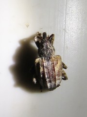 Conotrachelus anaglypticus