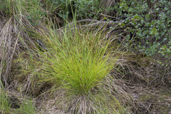 Carex lapponica