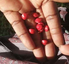 Adenanthera microsperma