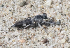 Stichopogon venturiensis