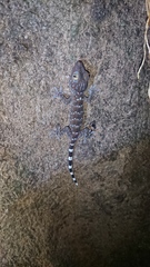 Gekko gecko