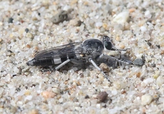 Stichopogon venturiensis