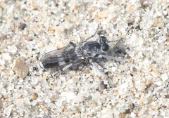 Stichopogon venturiensis