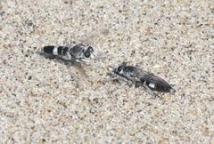 Stichopogon venturiensis