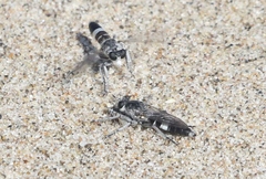 Stichopogon venturiensis