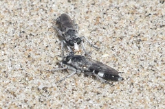 Stichopogon venturiensis